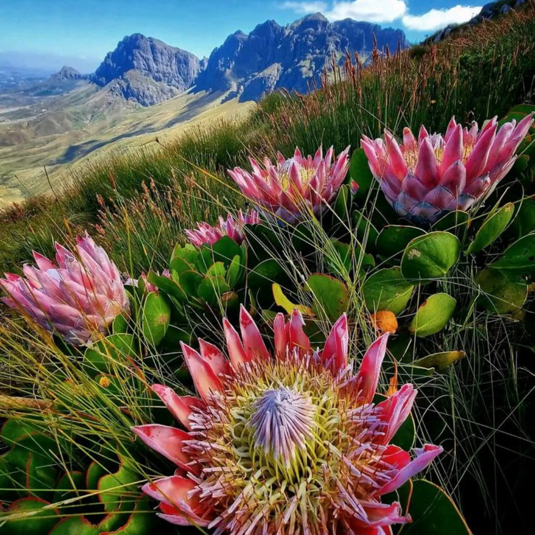 cape-town-fynbos