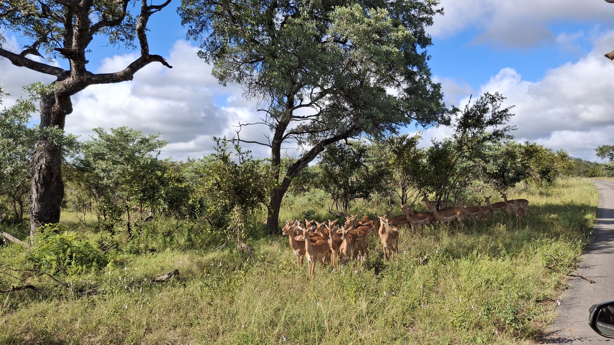 Safari