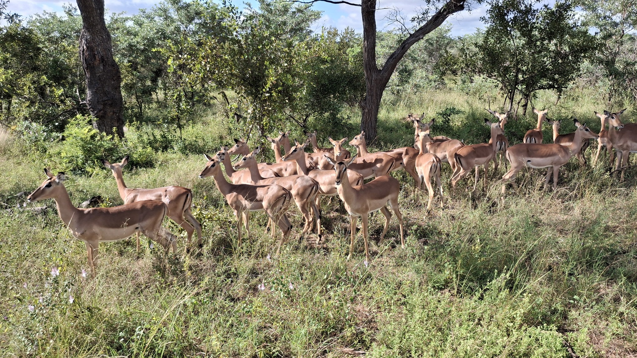 Safari