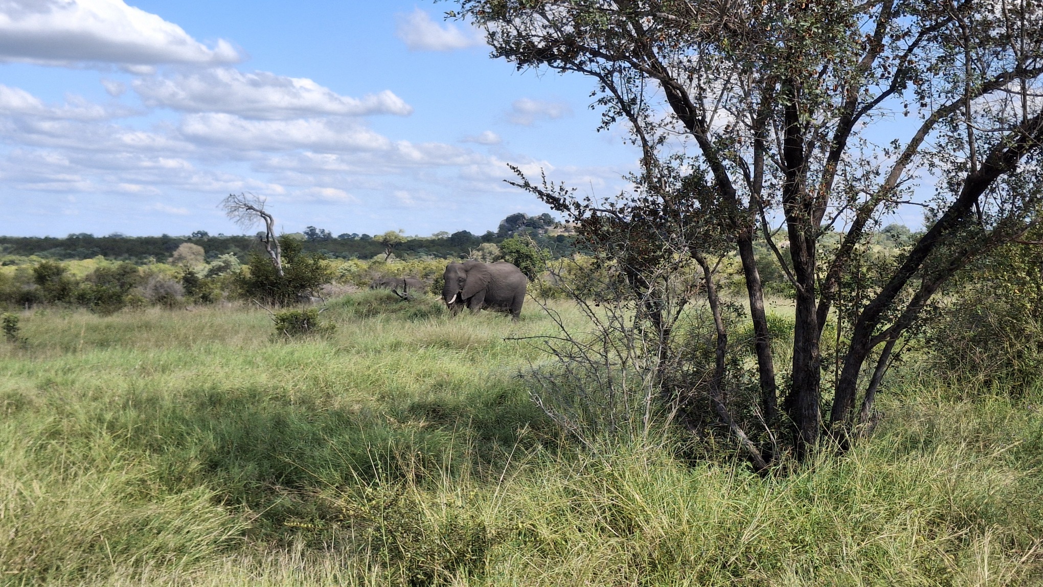 Safari